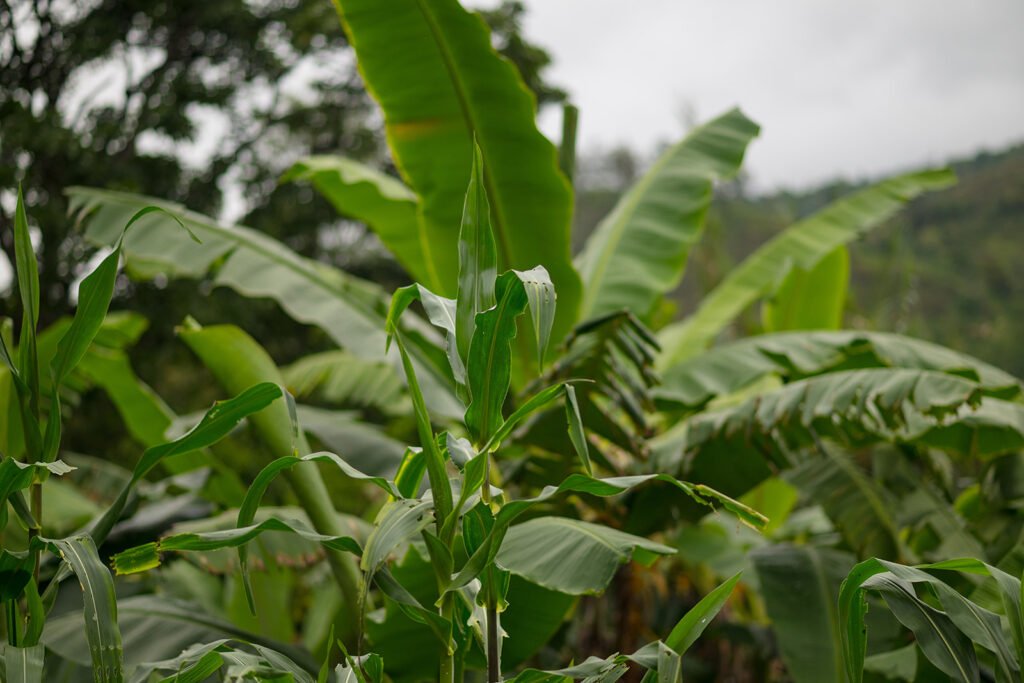 Plantas de maíz y plátano creciendo entre la vegetación tropical del eco lodge Rivabella en el Valle de Tenza.