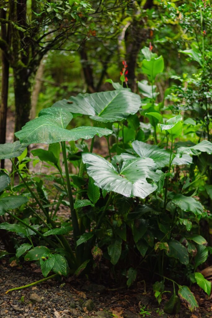 naturaleza en rivabella ecolodge