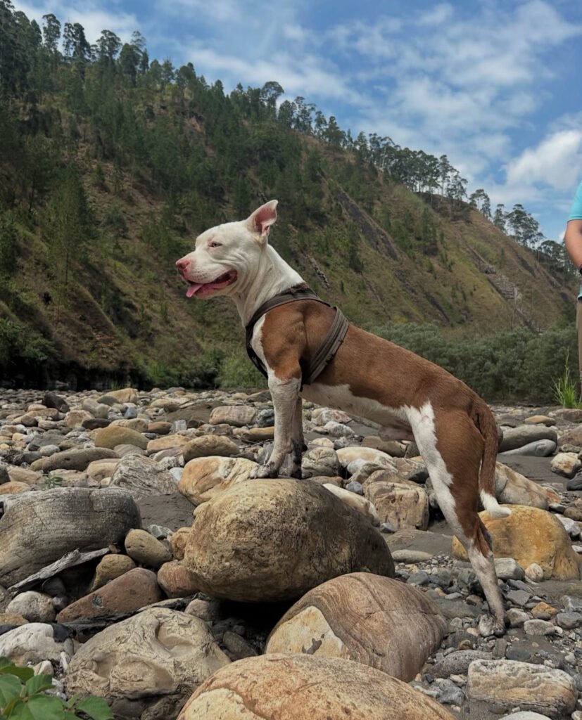 perro en rivabella ecolodge