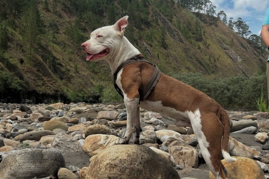 perro en rivabella ecolodge