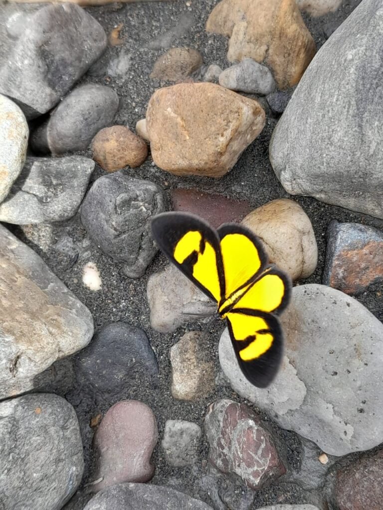 mariposa en rivabella ecolodge