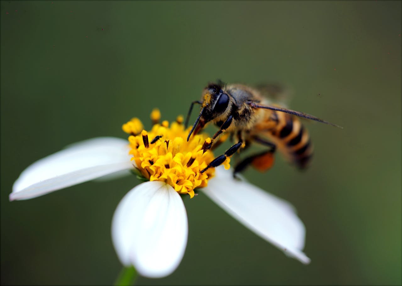 Jardín de Abejas en el Paraíso