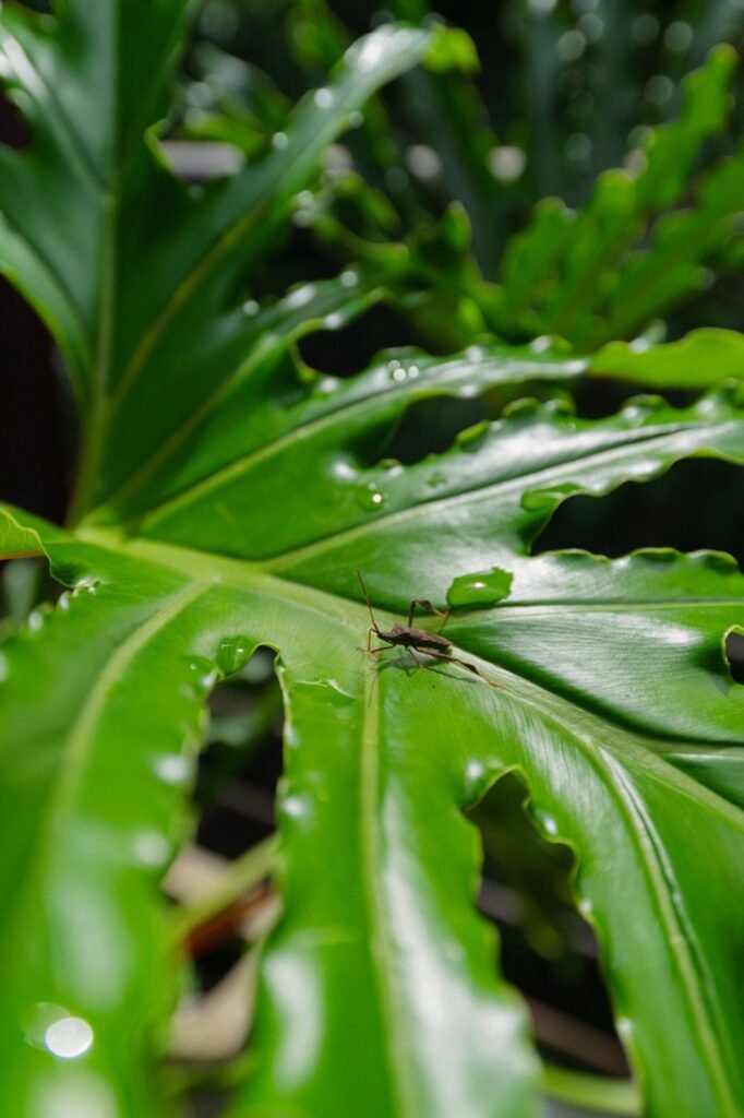 WhatsApp Image 2025-08-04 at 15.31.39